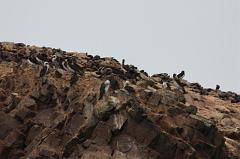 1158-Isole Ballestas,19 luglio 2013